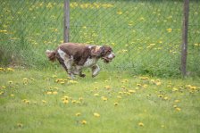 Hundepräsentation 2019